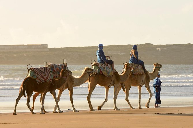 Ride a camel across Essaouira’s beach, Forest and dunes on a 2-hour guided ride. Take the rhythmic sway of the camel step. from a traditional saddle, and absorb stunning panoramas of the Atlantic coast. Scramble up the sides of steep sandy dunes, explore shady forests and get a camel’s-eye view of Essaouira’s quiet countryside.